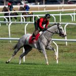 Sandman, America’s Most Viral Racehorse, is Trying Something New