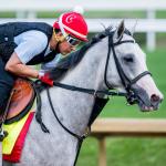 Sandman is Back! Five Things You Need to Know About the Most ‘Influential’ Horse in America