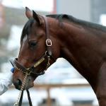 Griffin Johnson, Team Casse Make Another Kentucky Derby Bid with Silent Tactic