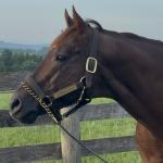 Hall of Fame Inductee Smarty Jones Still Going Strong