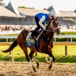Commandment Offers Appeal as Value Bet in Belmont Stakes