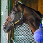 Star 3-Year-Old Sovereignty to Miss Breeders’ Cup Classic Due to Fever